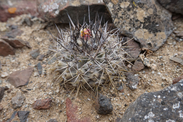 Copiapoa leonensis