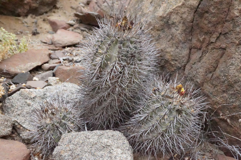 Copiapoa leonensis