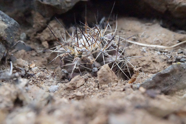 Copiapoa leonensis