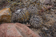 Copiapoa leonensis