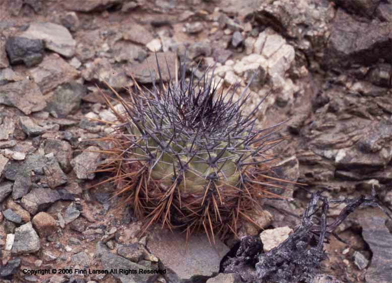 Copiapoa echinoides