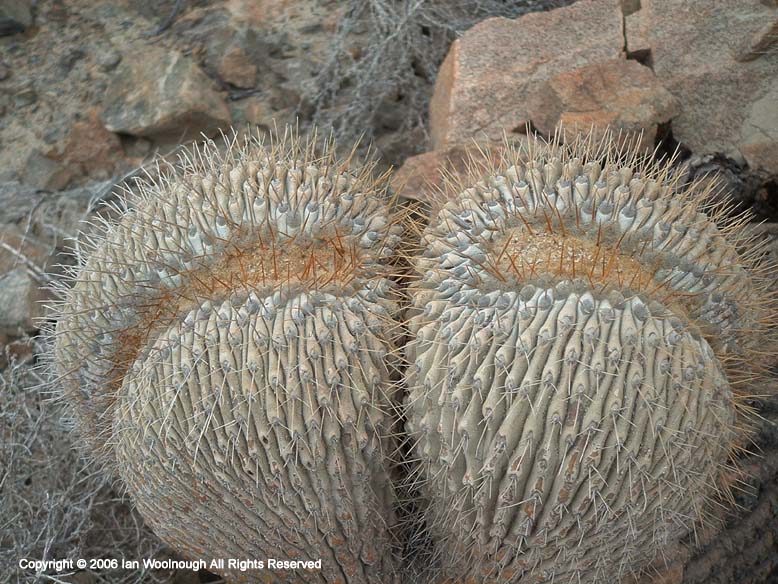 Copiapoa gigantea forma cristata